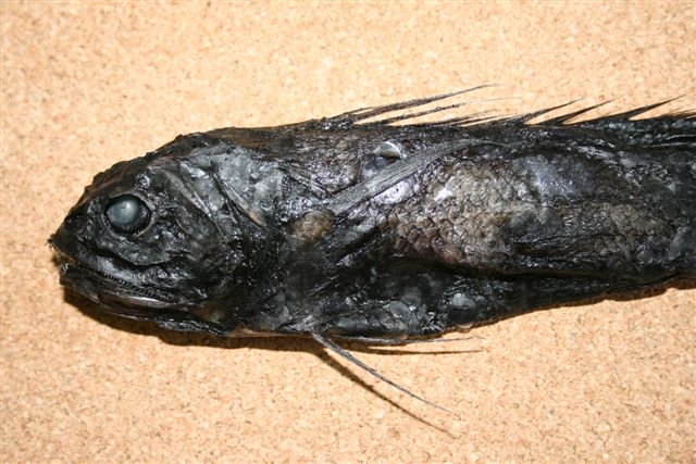 (Gadiformes Goodrich, 1909) Отряд Гадиформес, Трескообразные, Order